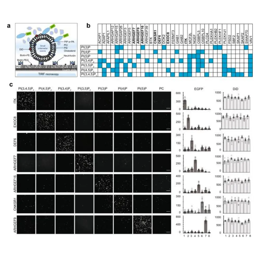 Specific PIP binding by full-length human PH domain proteins.
